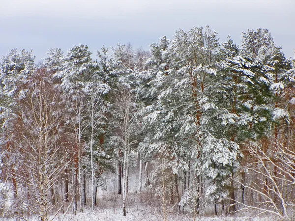 Снег в русском лесу — стоковое фото