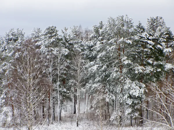 Снег в русском лесу — стоковое фото
