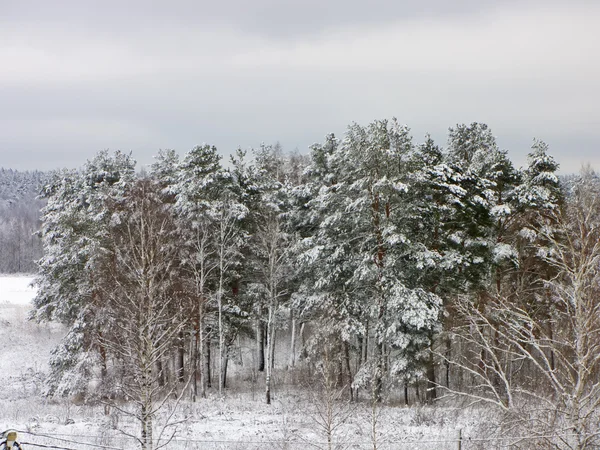 Floresta nevada na Rússia — Fotografia de Stock