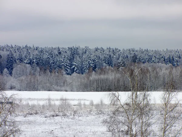 Zasněžený les v Rusku — Stock fotografie