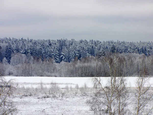 Zasněžený les v Rusku — Stock fotografie