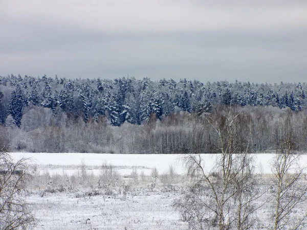 Zaśnieżony Las w Rosji — Zdjęcie stockowe