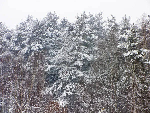 Snowy forest in Russia — Stock Photo, Image