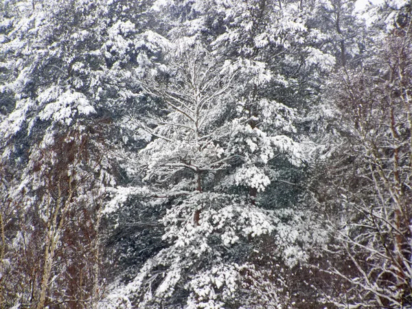 ロシアで雪に覆われた森 — ストック写真