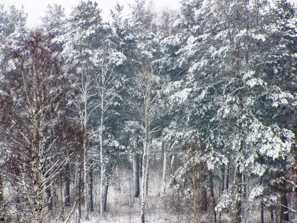 Снежный лес в России — стоковое фото