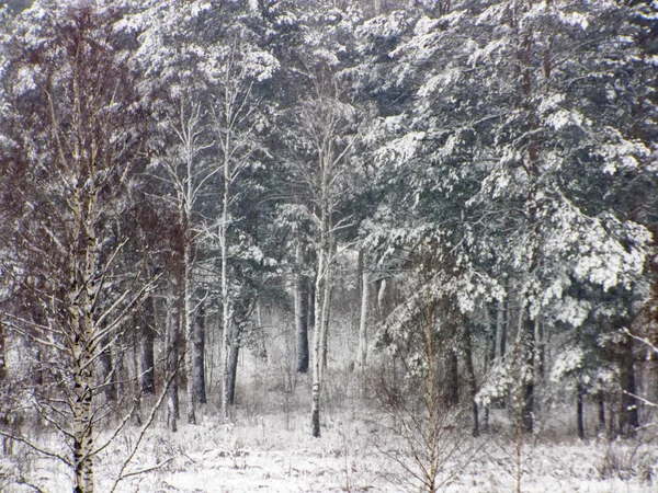 Bosque nevado en Rusia — Foto de Stock