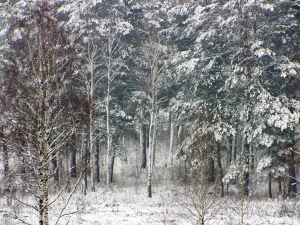 Forêt enneigée en Russie — Photo