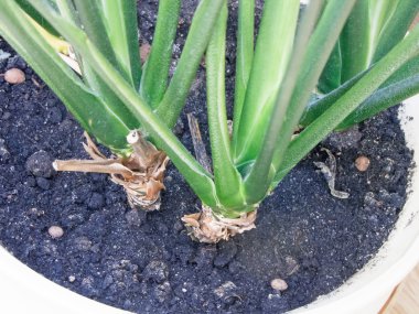 Beyaz üzerinde bir tencerede fide