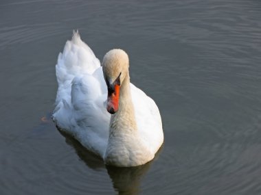 Moskova şehir. Tsaritsyno, kuğu