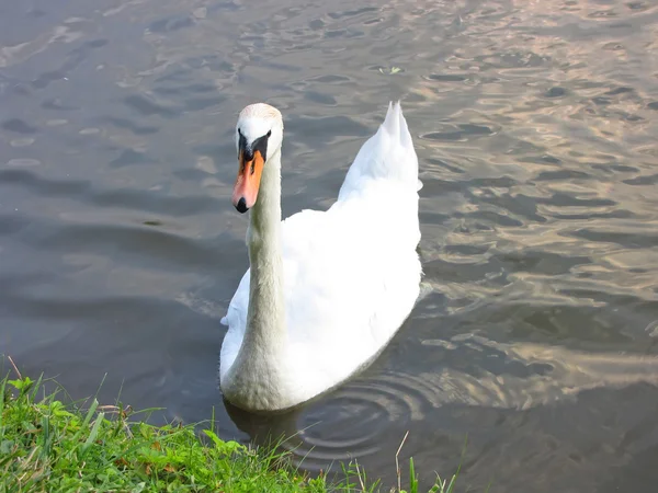 Ciudad de Moscú. Tsaritsyno, cisnes —  Fotos de Stock