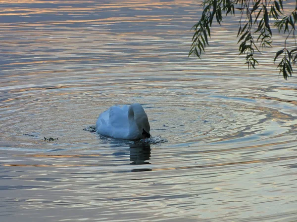 Moscow city. Tsaritsyno, swans — Stock Photo, Image