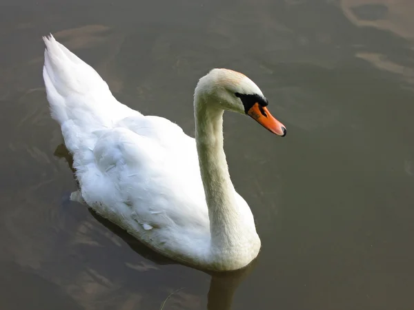 Ciudad de Moscú. Tsaritsyno, cisnes —  Fotos de Stock