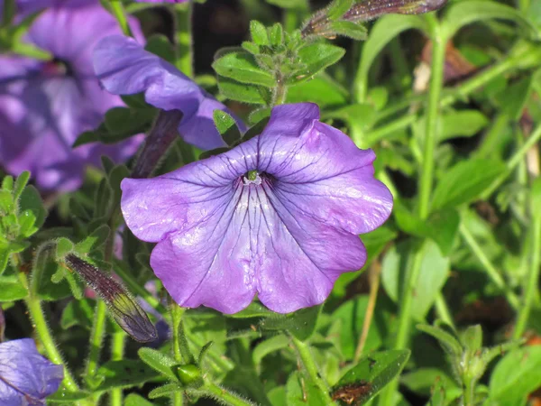 Pétunia violet dans le jardin — Photo