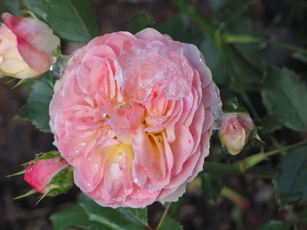 Вершкова троянда в саду — стокове фото