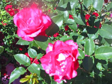 Bahçedeki pembe gül