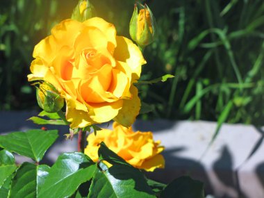 Bahçedeki sarı gül