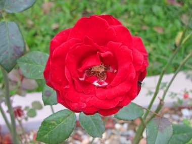 Bahçede kırmızı gül