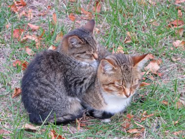 Çimlerin üzerinde iki kedi
