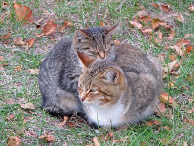 Çimlerin üzerinde iki kedi