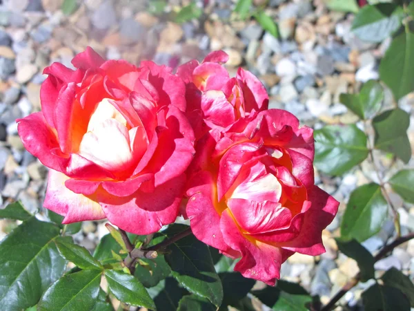 Rosa rosa no jardim — Fotografia de Stock