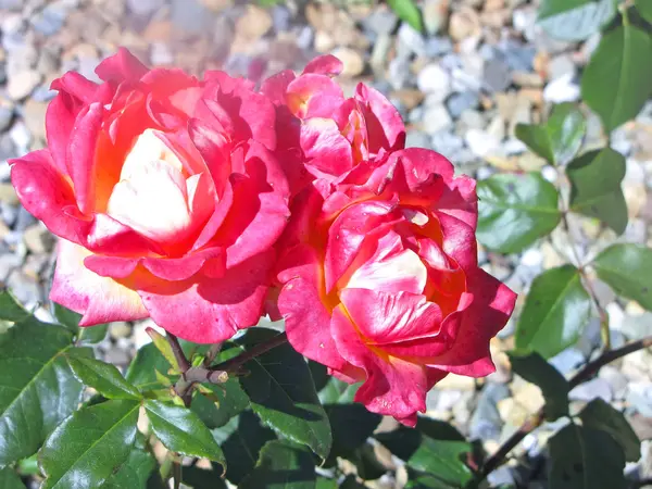 Rosa Rose im Garten — Stockfoto