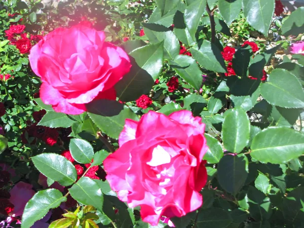 Ροζ τριαντάφυλλο στον κήπο — Φωτογραφία Αρχείου