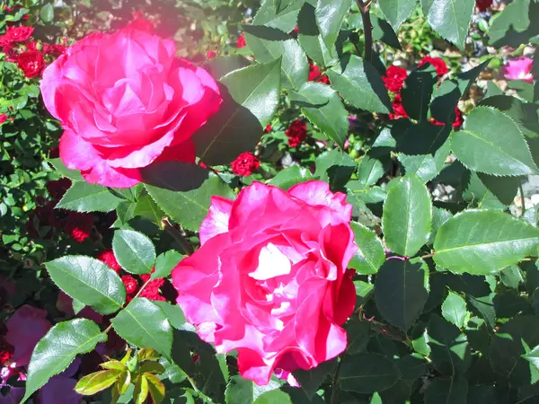 Rosa Rose im Garten — Stockfoto