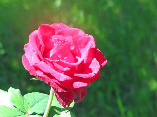 Rosa rosa in giardino — Foto Stock