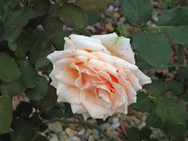 Crema rosa in giardino — Foto Stock