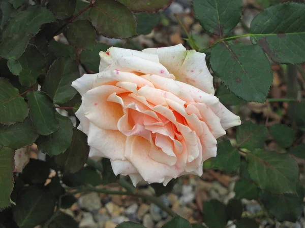 Κρέμα τριαντάφυλλο στον κήπο — Φωτογραφία Αρχείου