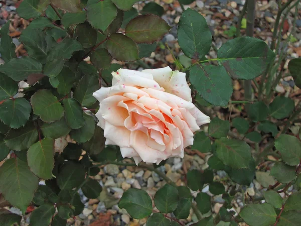 Крем-роза в саду — стоковое фото