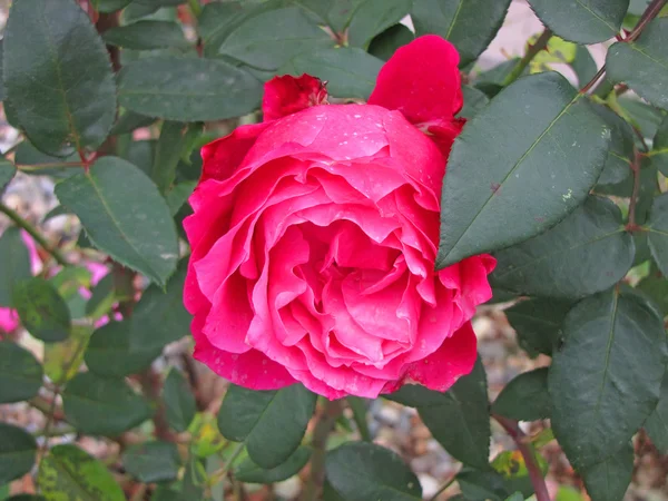花园里的粉红玫瑰 — 图库照片