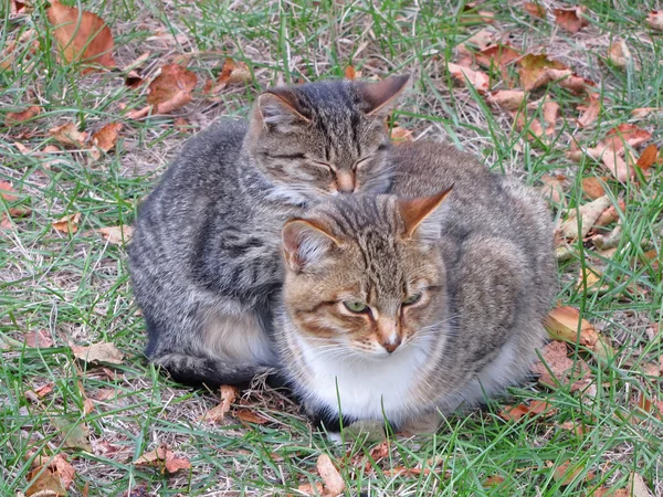Çimlerin üzerinde iki kedi