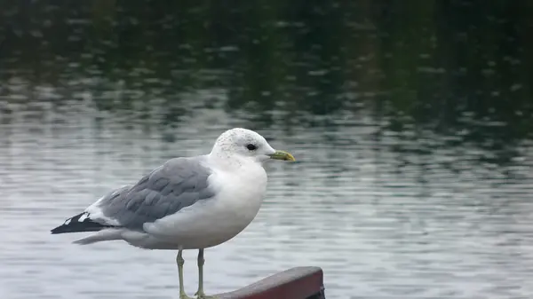 Valdai, gulls over the lake — Stock Photo, Image