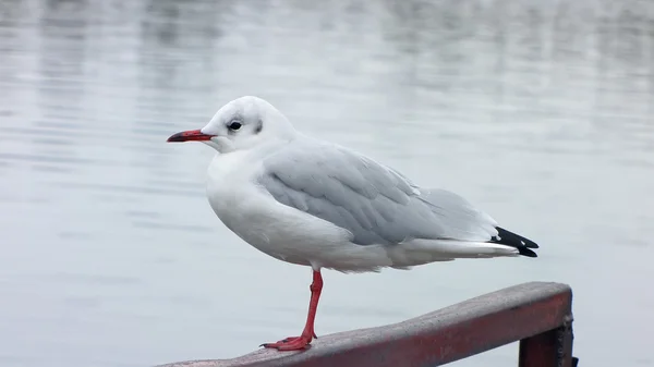 Valdai, gaivotas sobre o lago — Fotografia de Stock