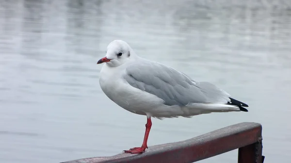 Valdai, gaivotas sobre o lago — Fotografia de Stock