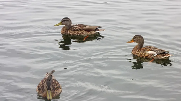 Lake Valdai üzerinde ördek — Stok fotoğraf