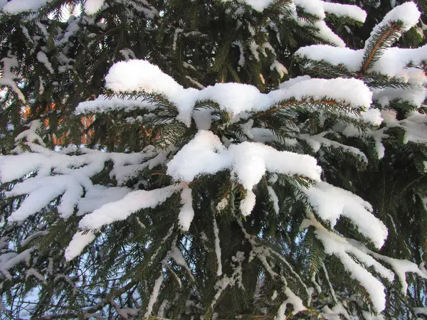 雪の中で毛むくじゃらの小ぎれいなな枝 — ストック写真