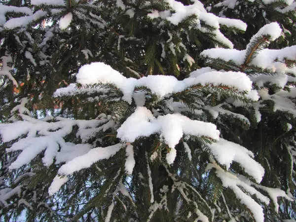 雪の中で毛むくじゃらの小ぎれいなな枝 — ストック写真