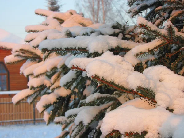 雪の中で毛むくじゃらの小ぎれいなな枝 — ストック写真