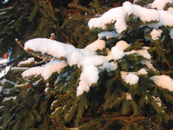雪の中で毛むくじゃらの小ぎれいなな枝 — ストック写真