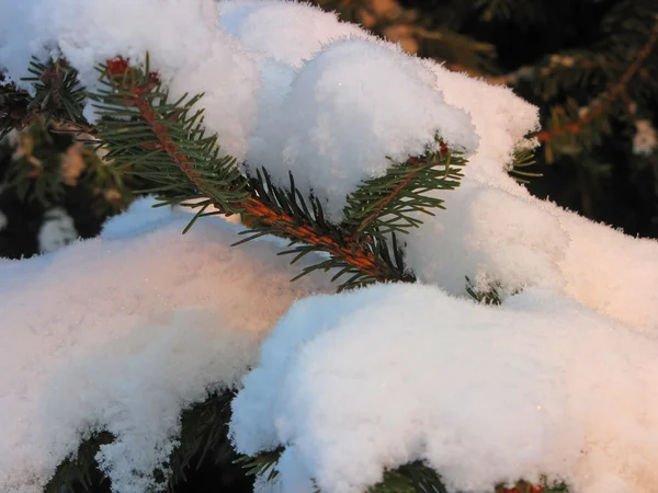 雪の中で毛むくじゃらの小ぎれいなな枝 — ストック写真