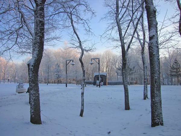 Белый снежный лес в январе — стоковое фото