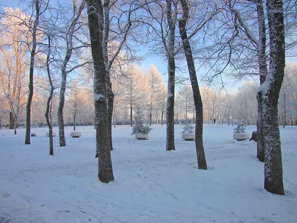 White snowy forest in January — Stock Photo, Image