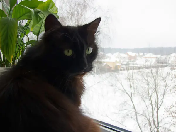 Czarny kot na parapet — Zdjęcie stockowe