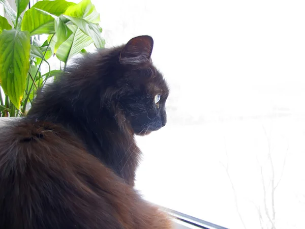 Gato preto em uma soleira da janela — Fotografia de Stock
