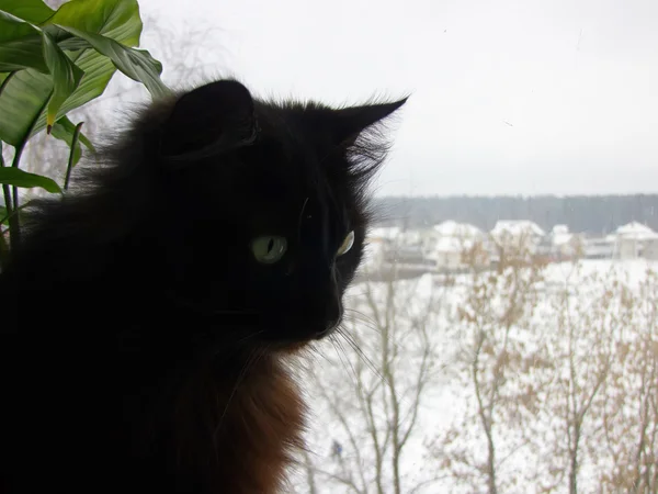 Czarny kot na parapet — Zdjęcie stockowe