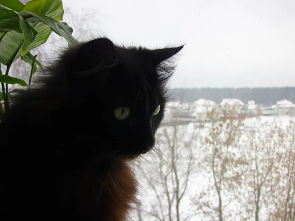 Gato preto em uma soleira da janela — Fotografia de Stock