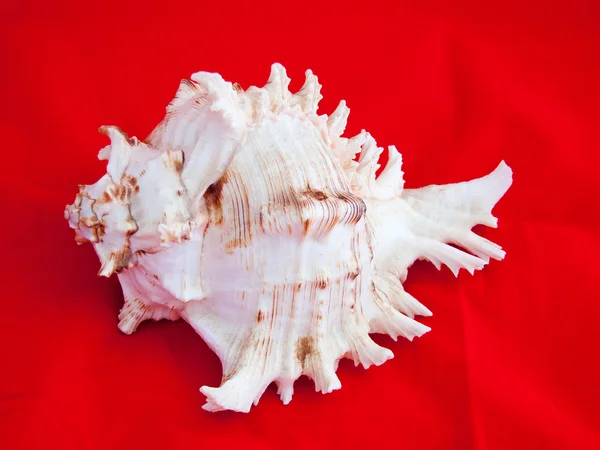 Sea shell on a red background — Stock Photo, Image
