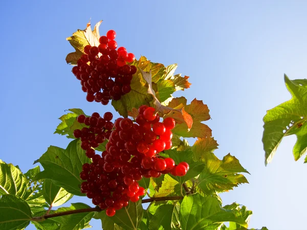 Ramo escarlata de viburnum contra el cielo azul en otoño — Foto de Stock